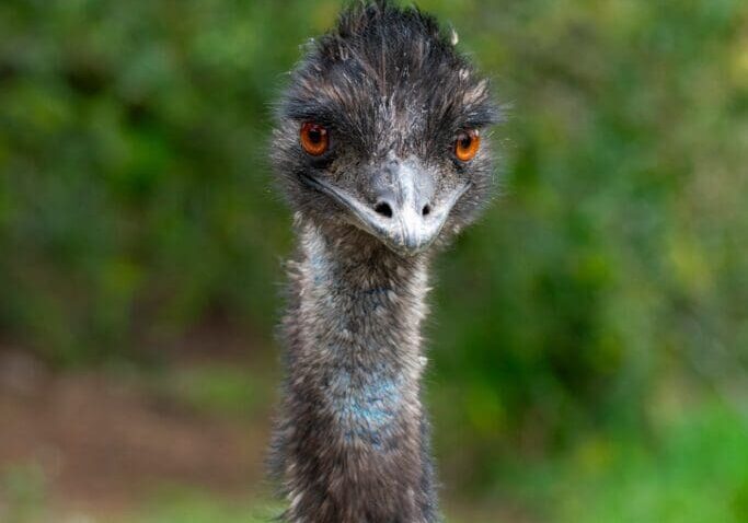 emu
